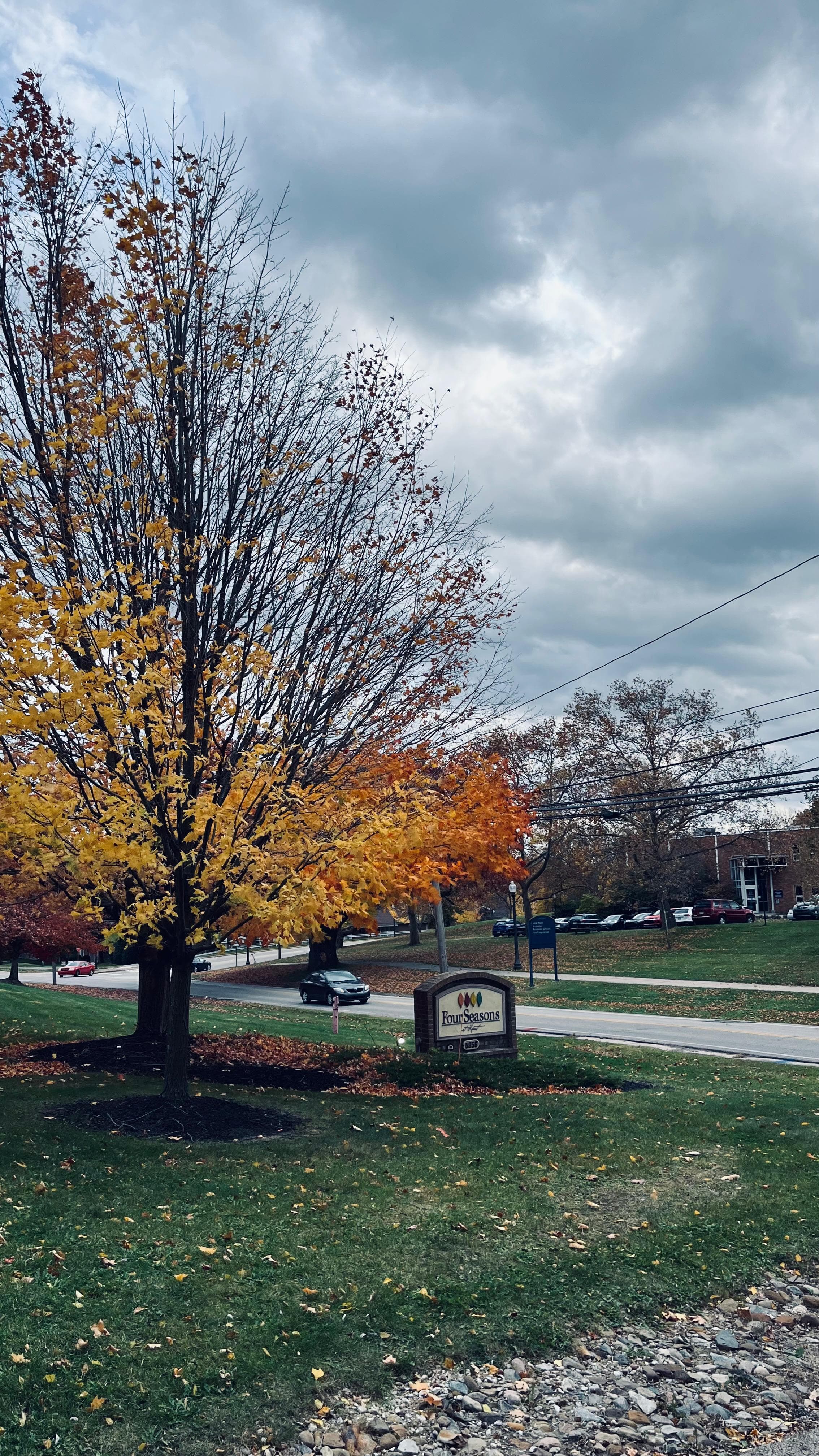 Tree with fall leaves