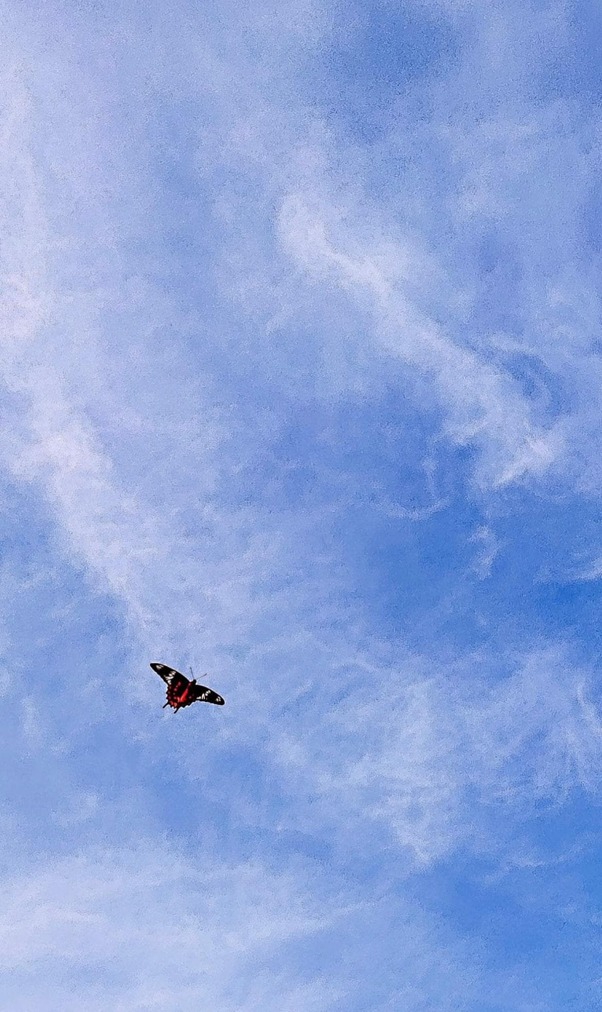 Blue sky and butterfly