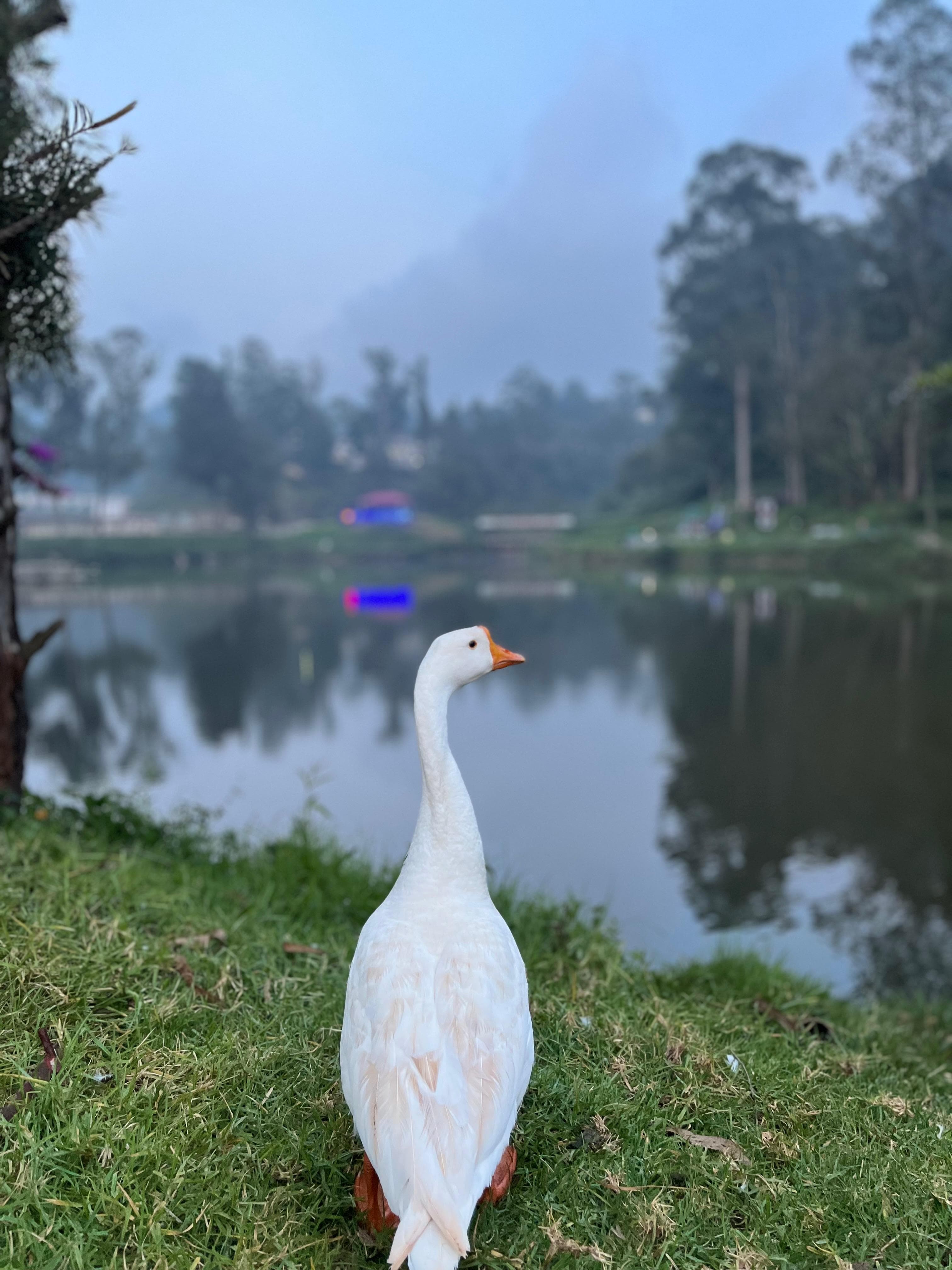 White duck and river